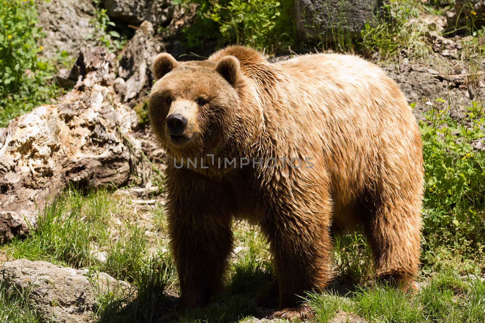 A Brown Bear exploring near the edge of a lake