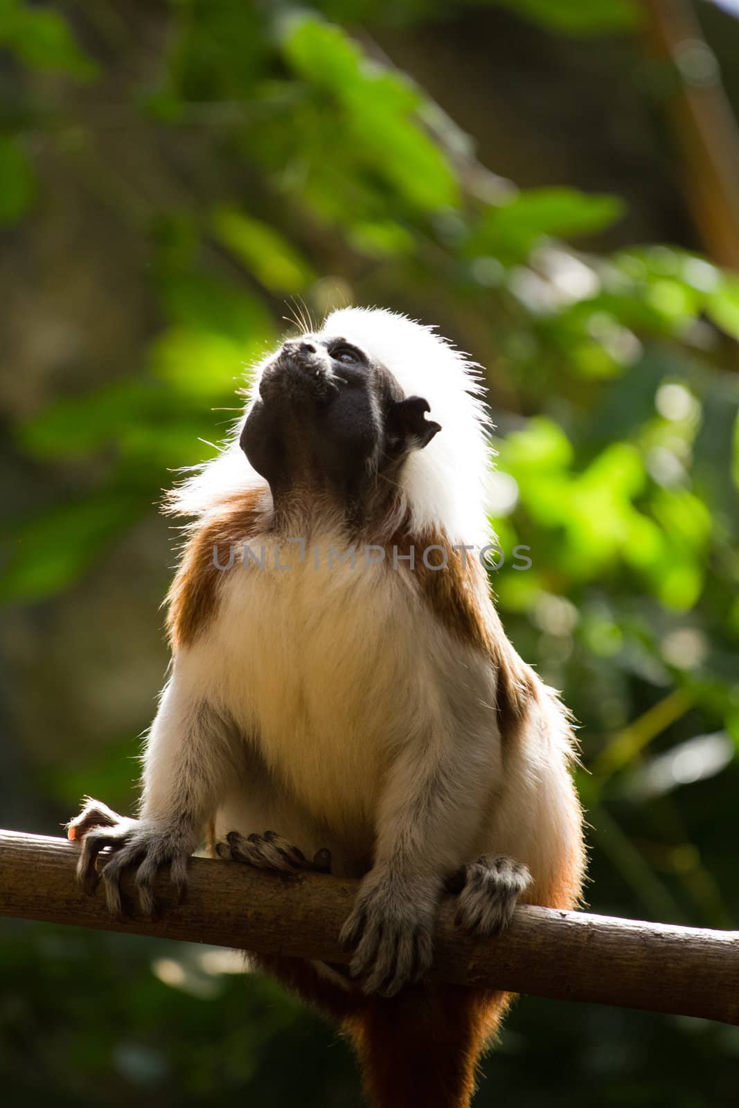 A Cotton-top Tamarin under the jungle canopy in summer