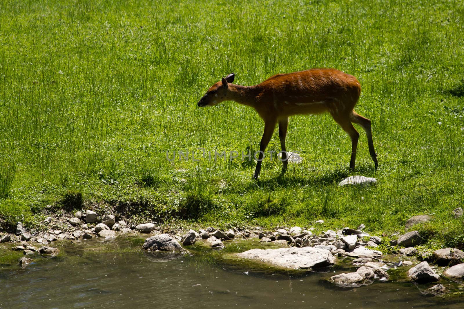 Deer near the edge of water in a meadow