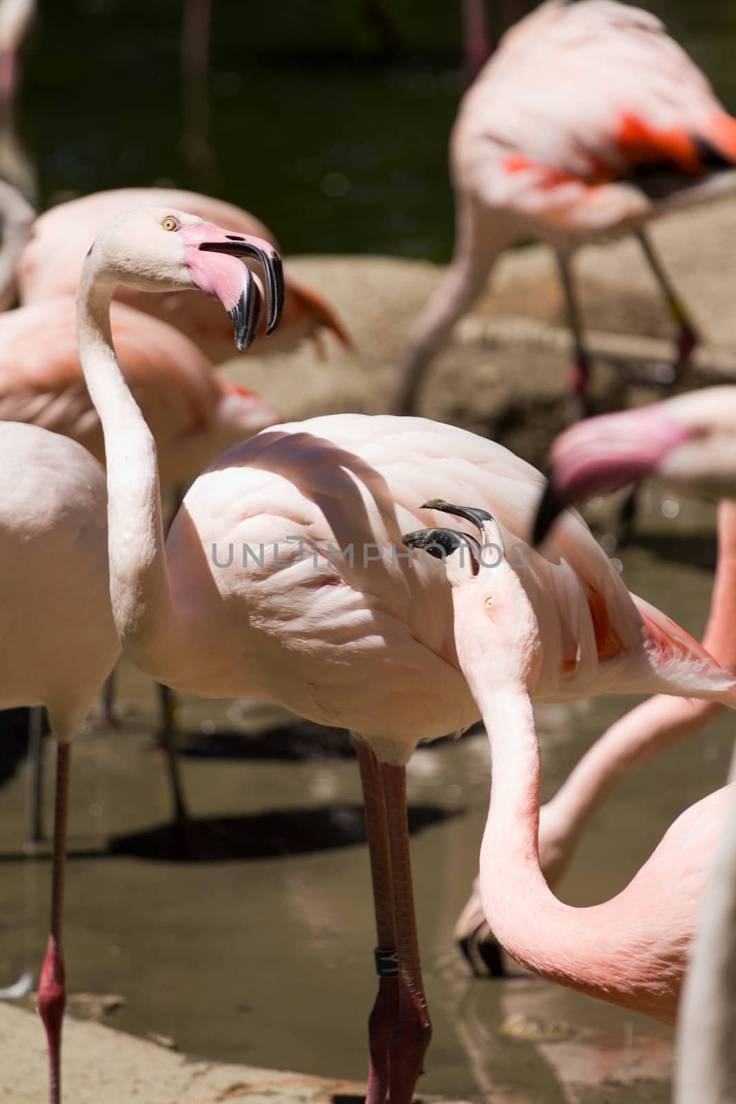 Flamingos by the lakeside in summer
