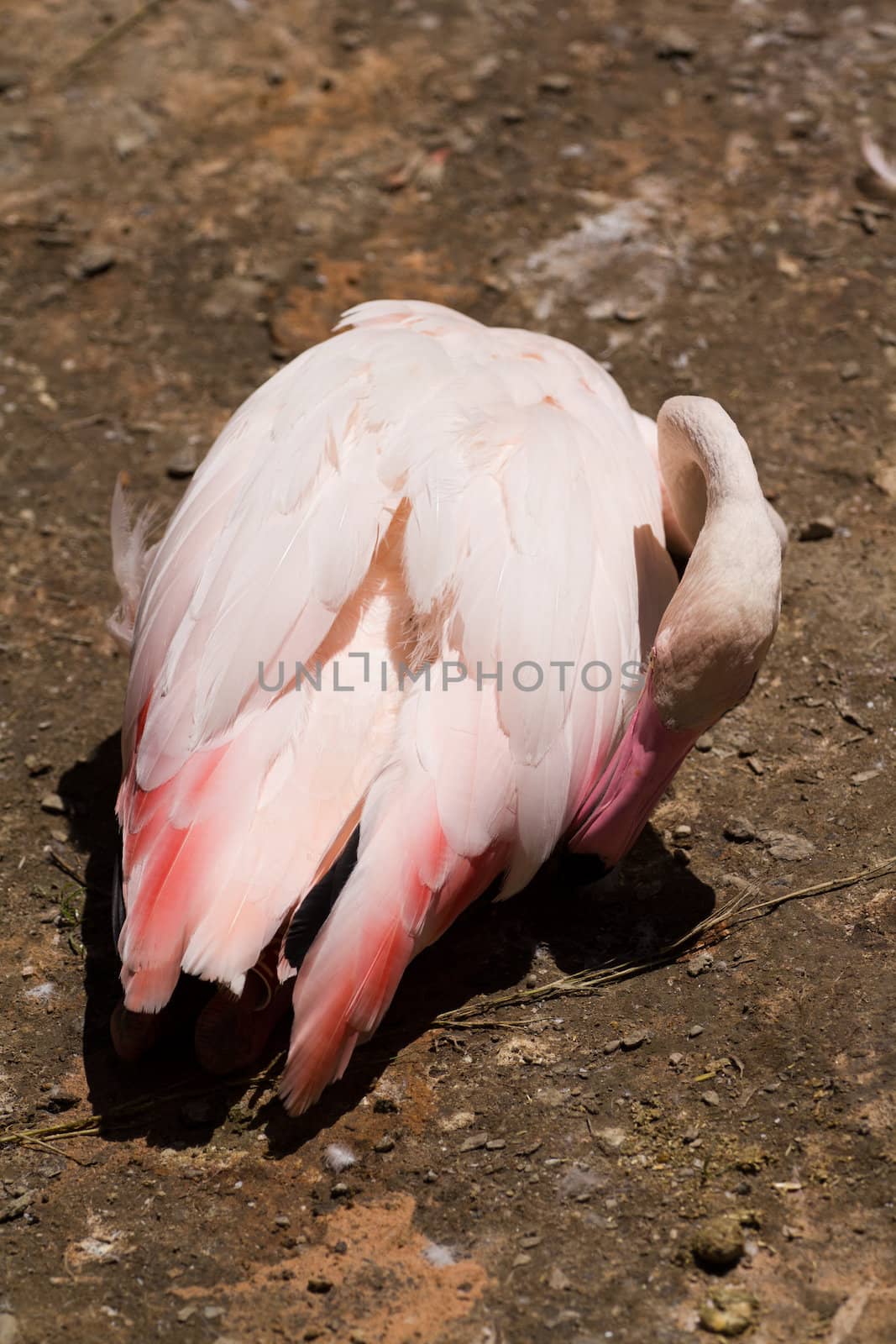 Flamingos by the lakeside in summer