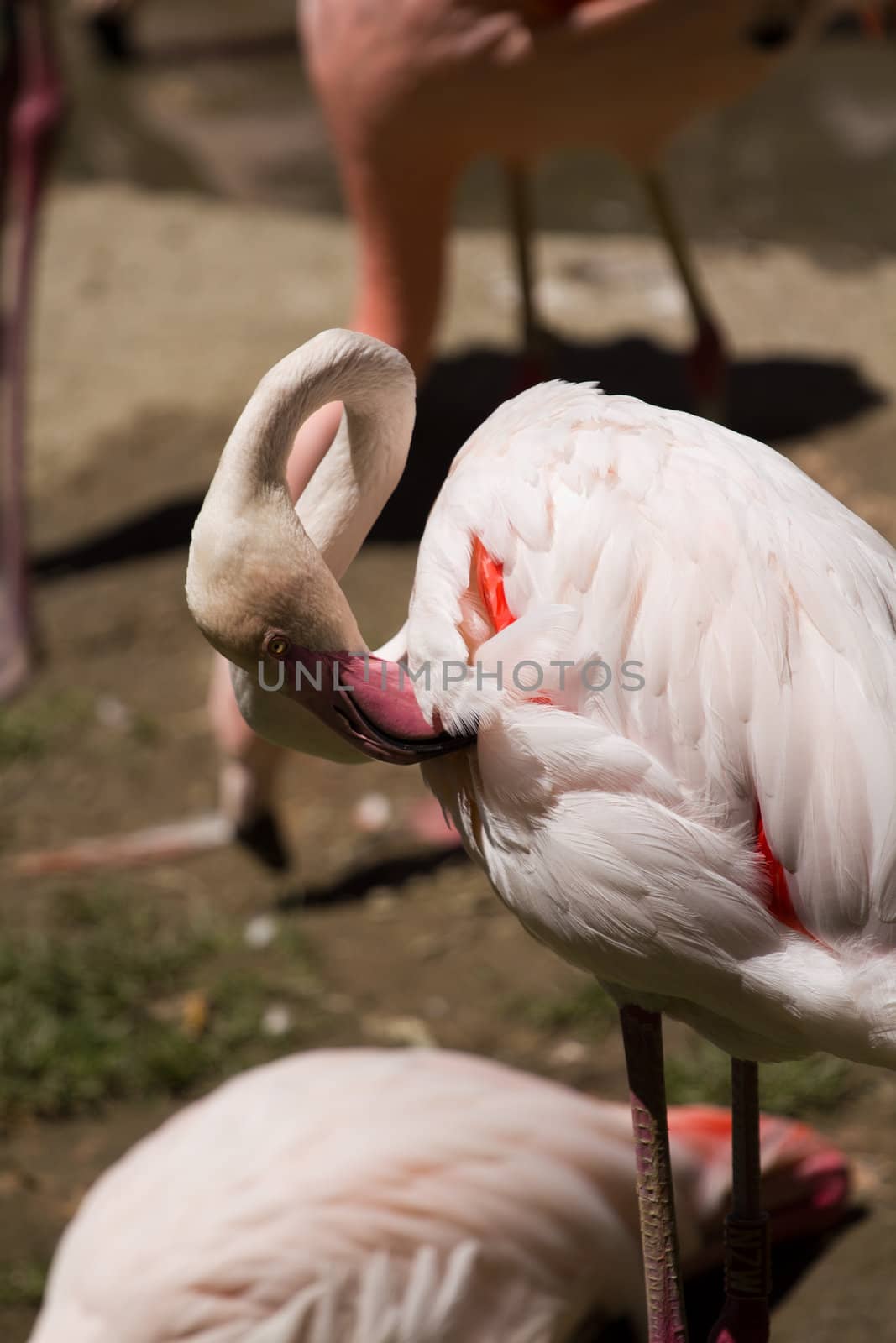 Flamingos by the lakeside in summer