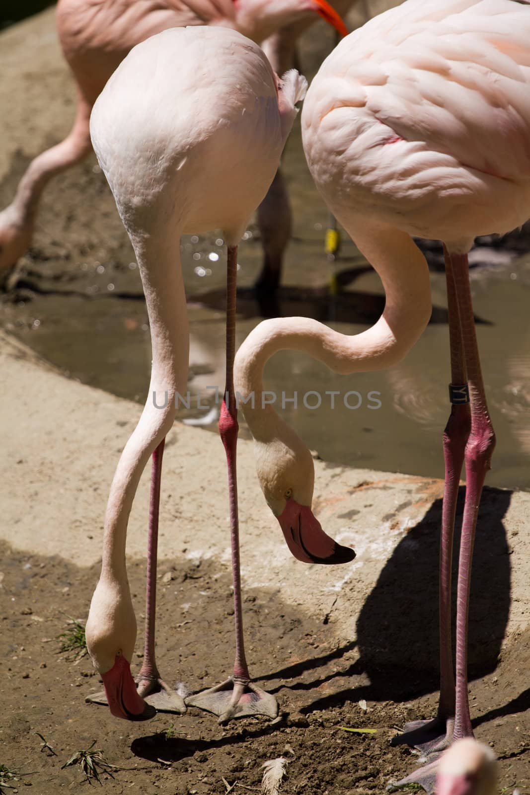 Flamingos by the lakeside in summer