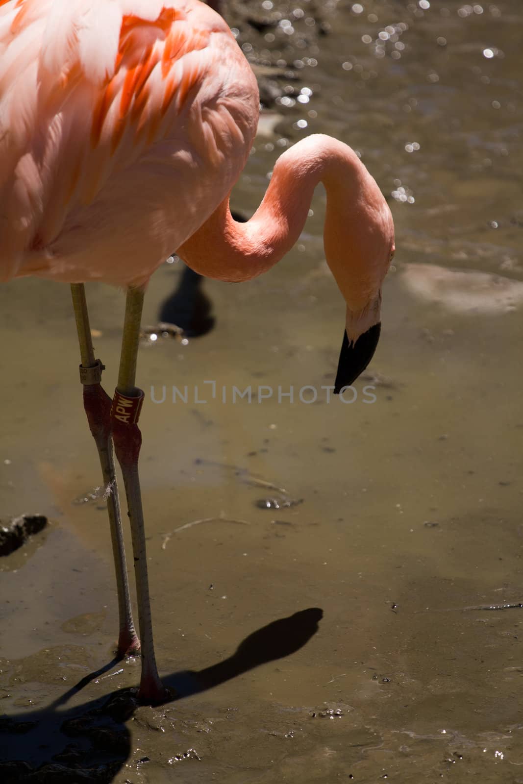 Flamingos by the lakeside in summer
