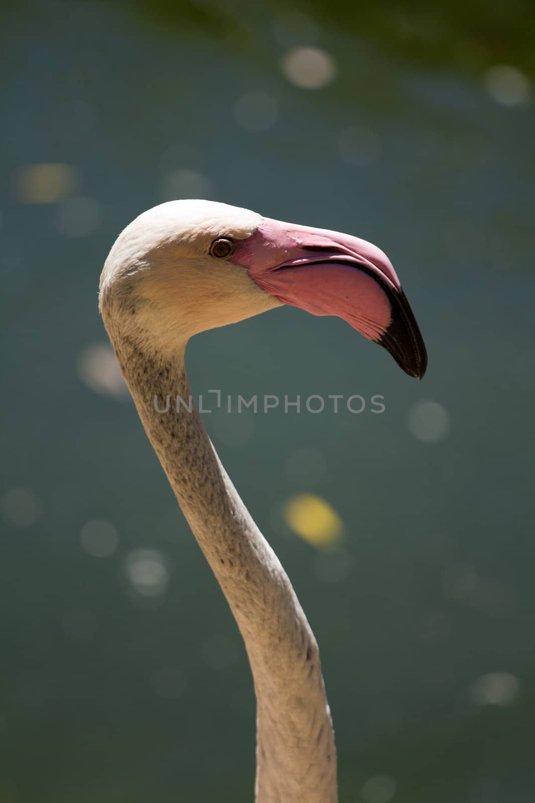 Flamingos by the lakeside in summer