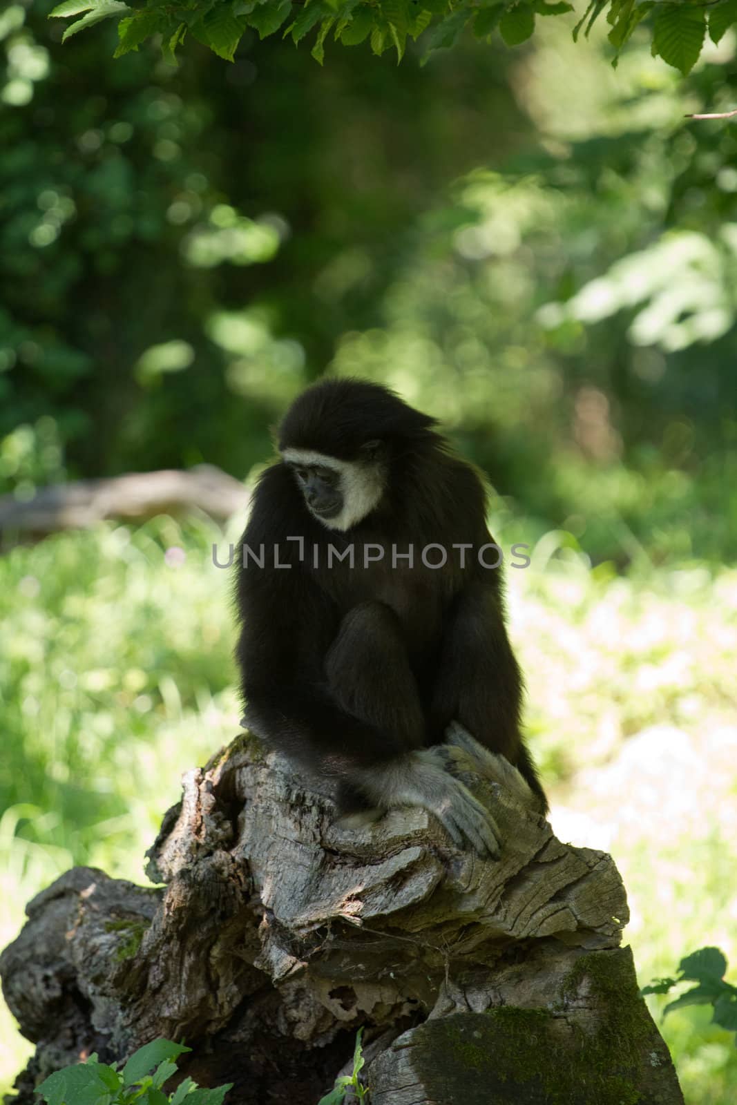 A Gibbon monkey under the shade of a tree in summer