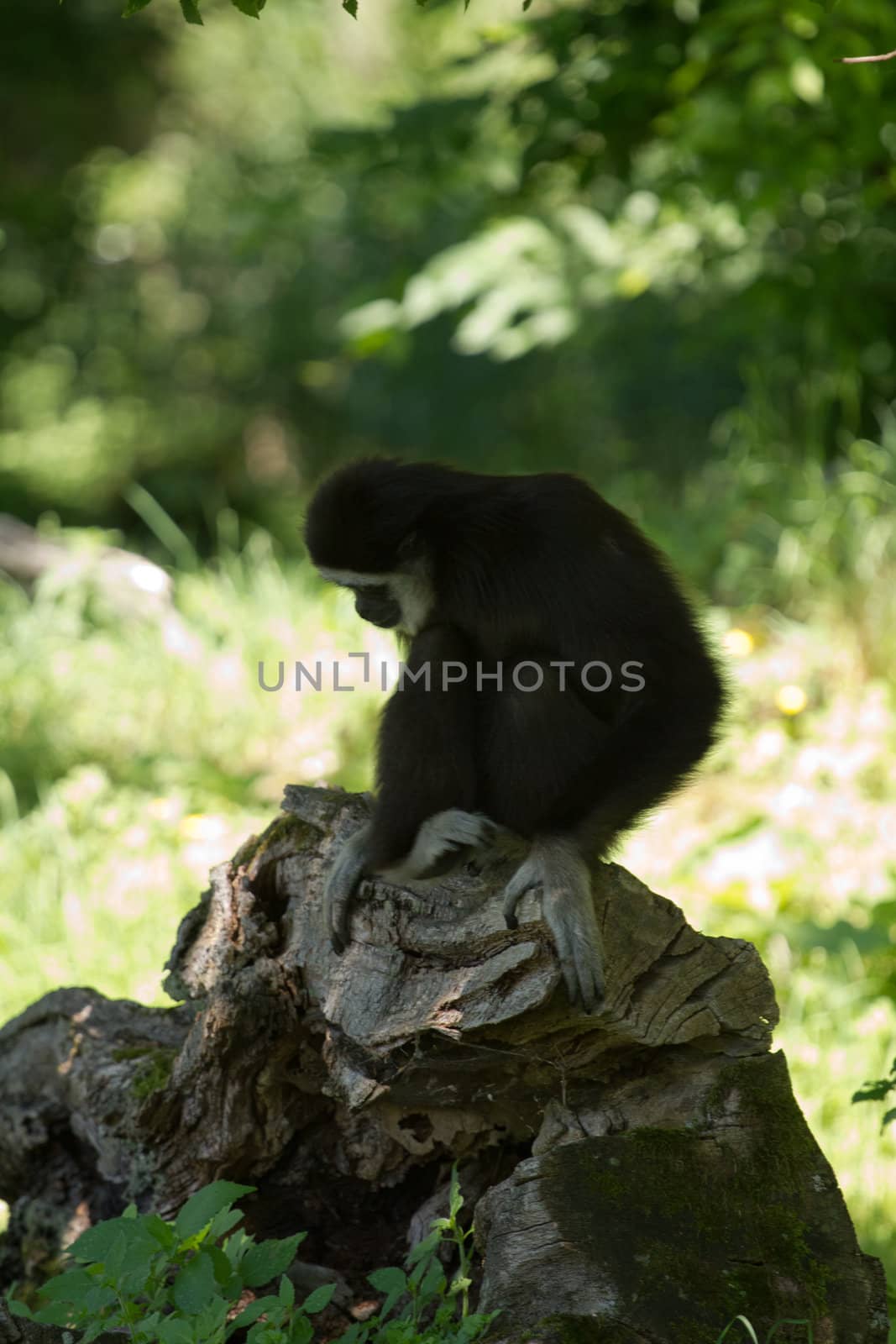 A Gibbon monkey under the shade of a tree in summer