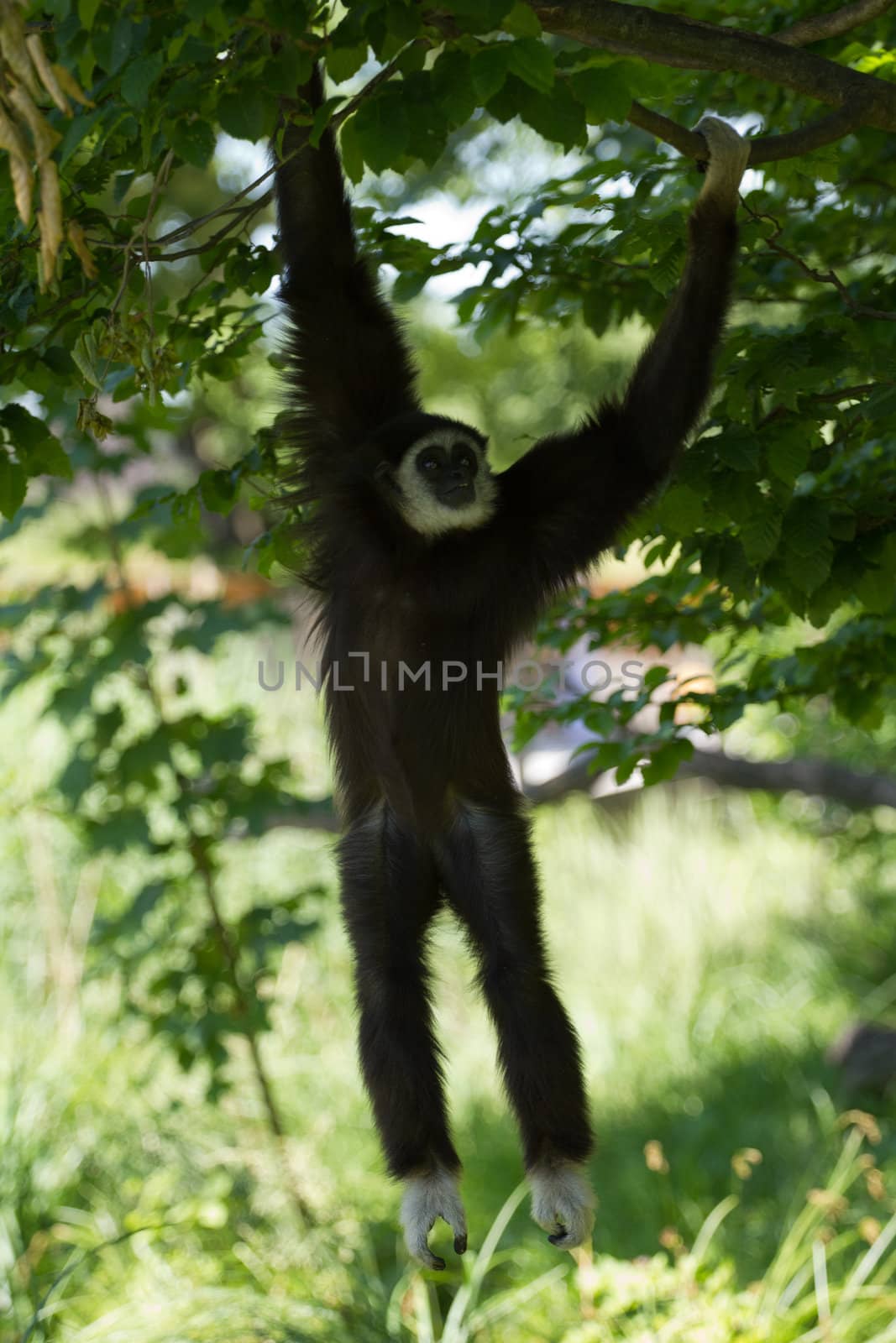 A Gibbon monkey under the shade of a tree in summer