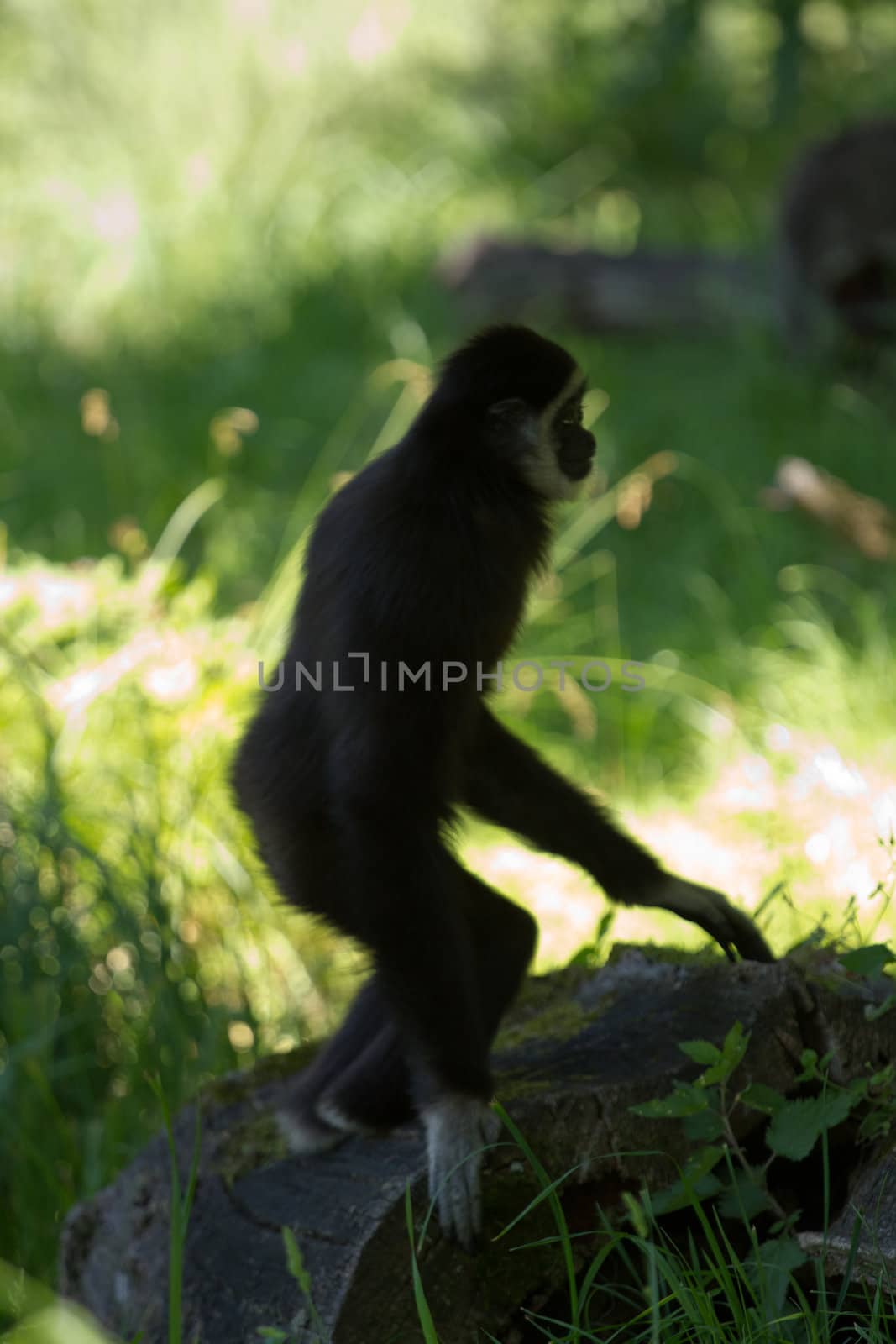 A Gibbon monkey under the shade of a tree in summer