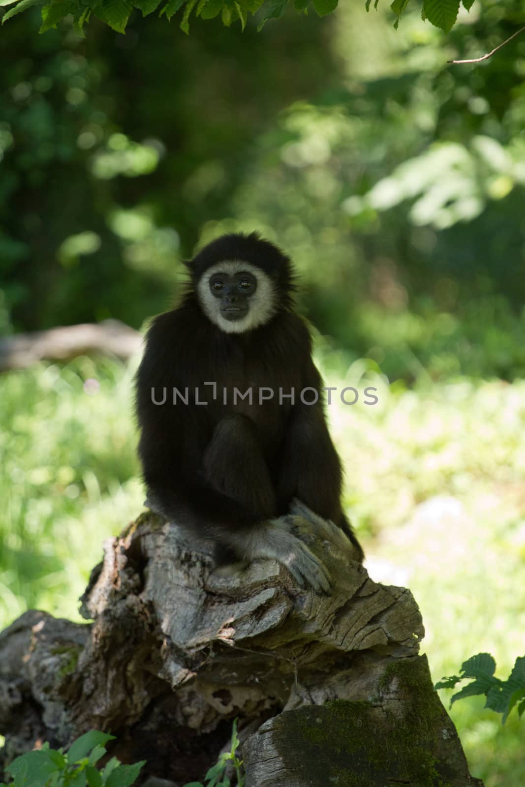 A Gibbon monkey under the shade of a tree in summer