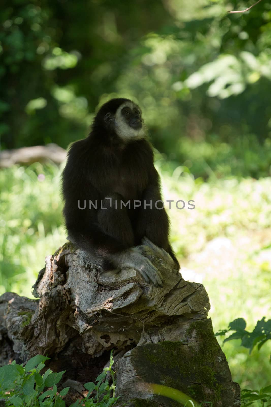 A Gibbon monkey under the shade of a tree in summer