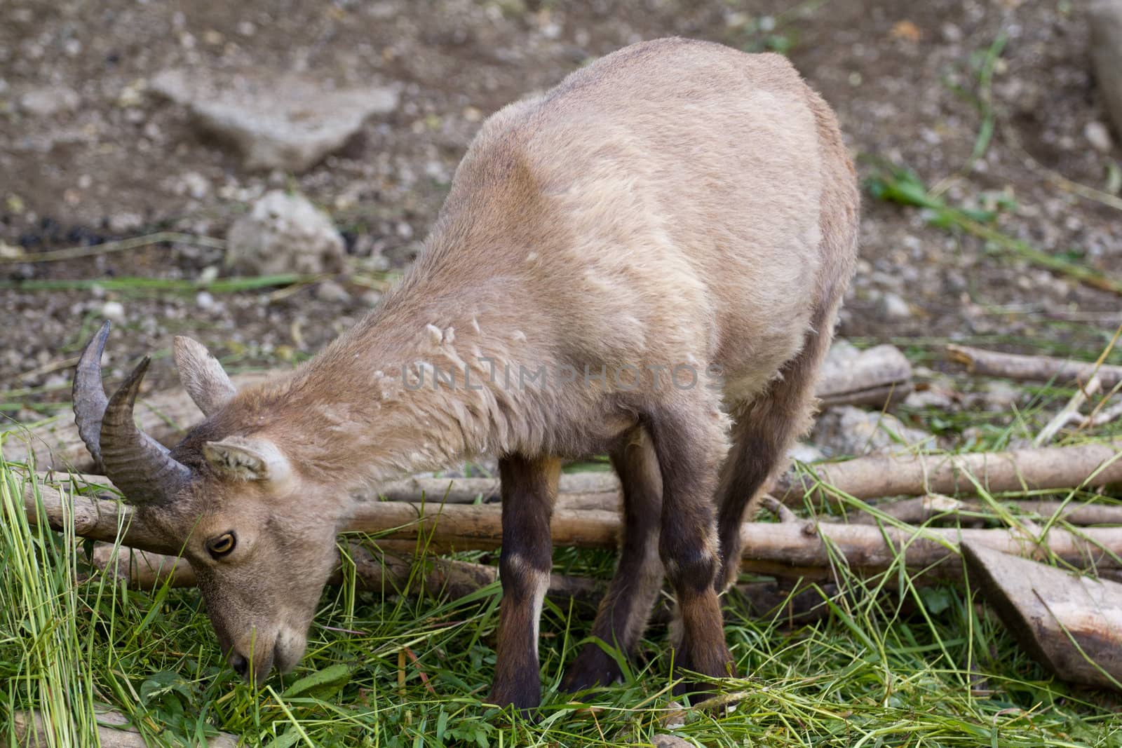 A Goat at the side of a mountain 