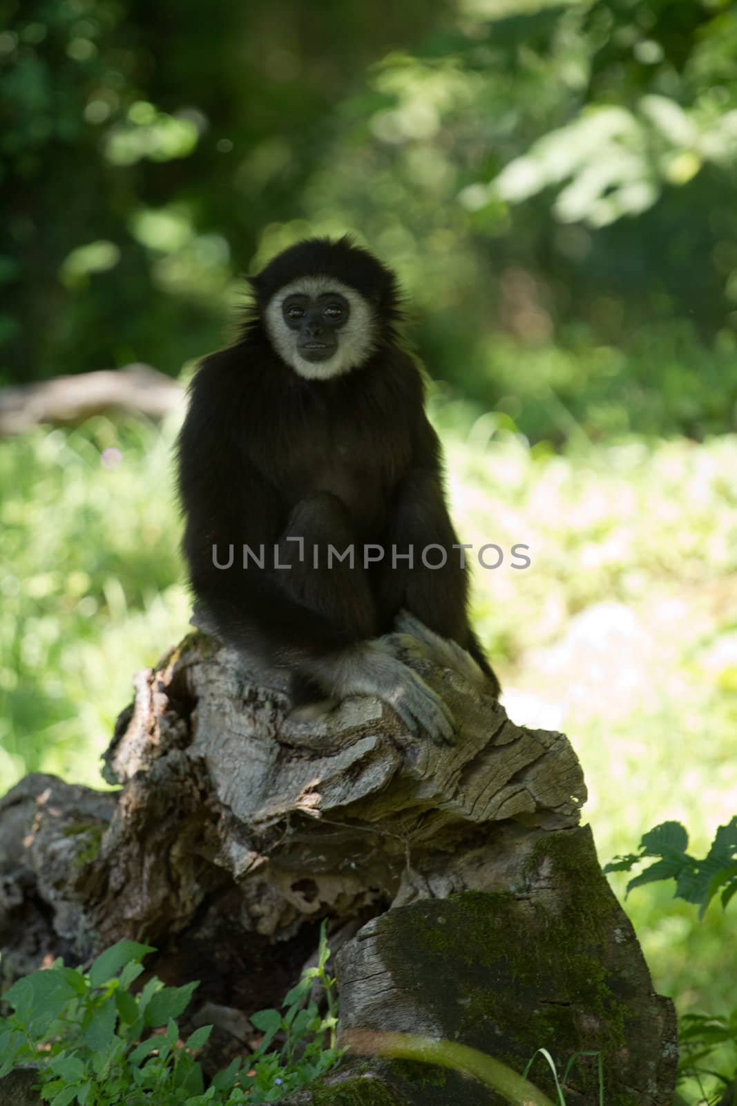 A Gibbon monkey under the shade of a tree in summer