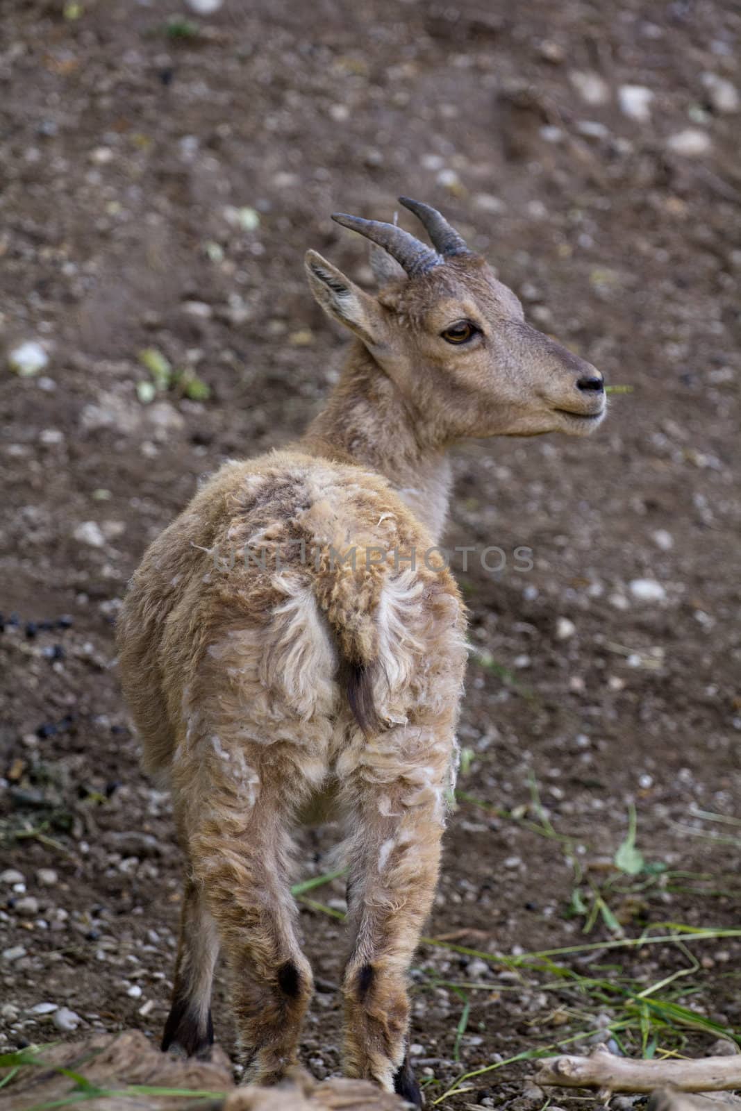 A Goat at the side of a mountain 