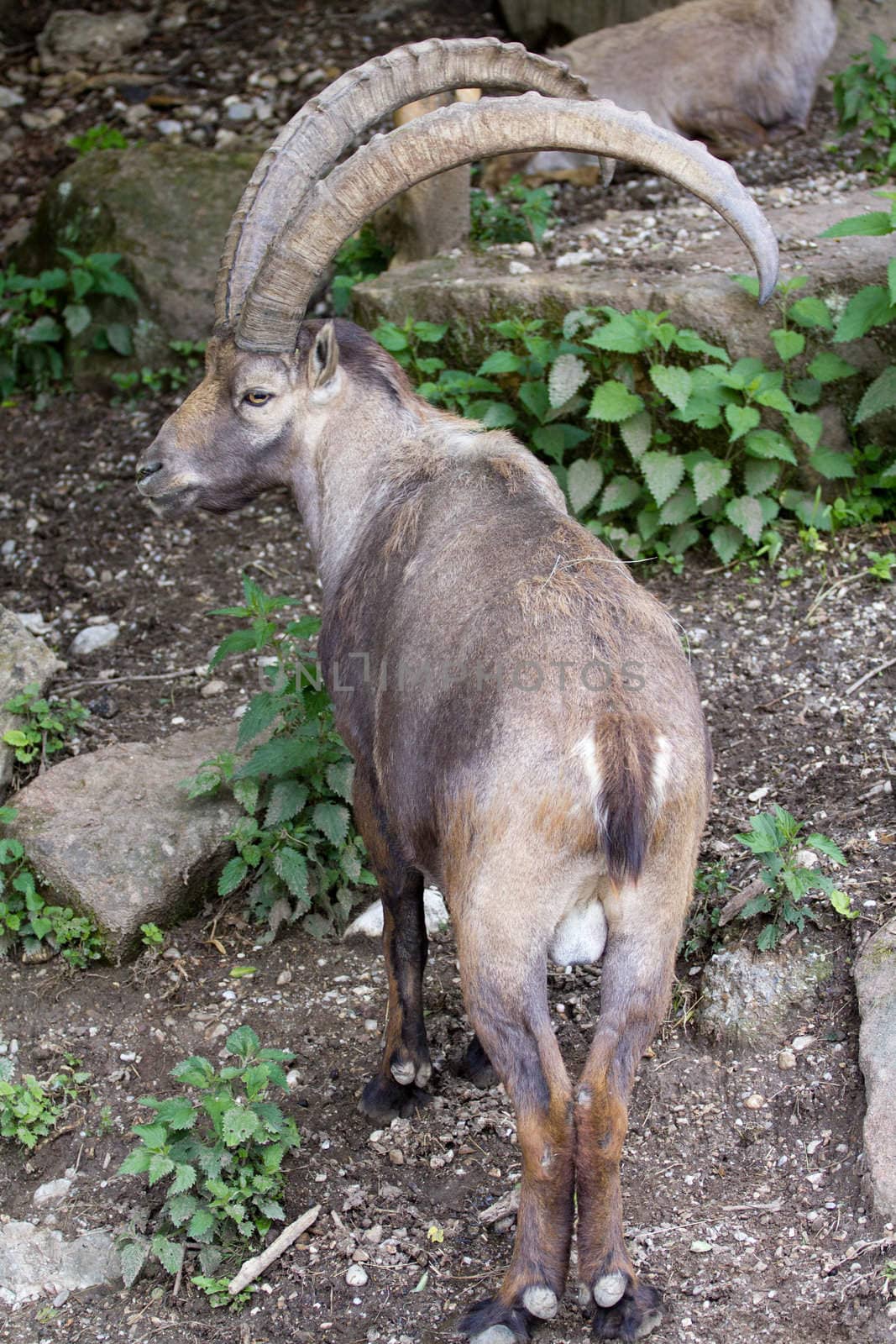 A Goat at the side of a mountain 