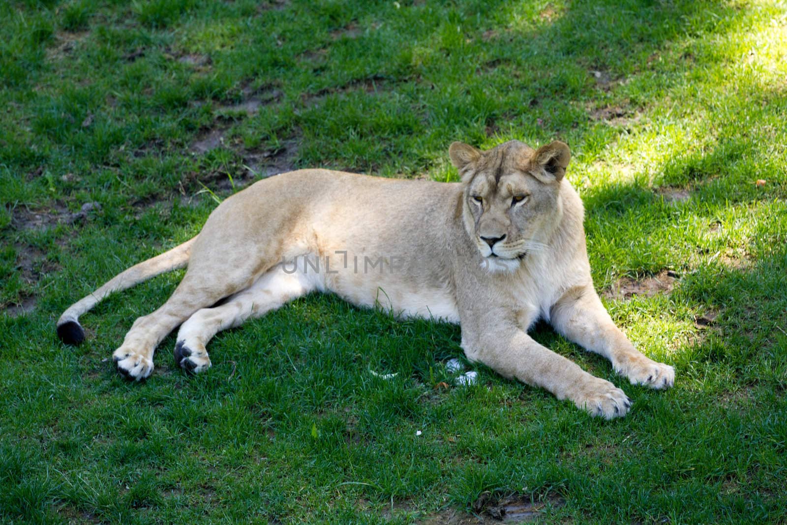 A Lioness laid waiting on grass, shaded from the summer sun