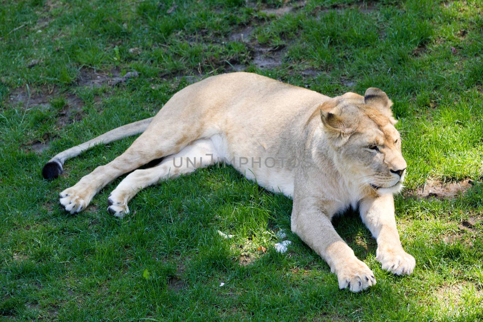 A Lioness laid waiting on grass, shaded from the summer sun