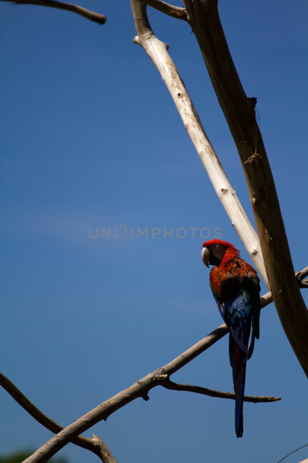 A Macaw perched atop a branch in summer