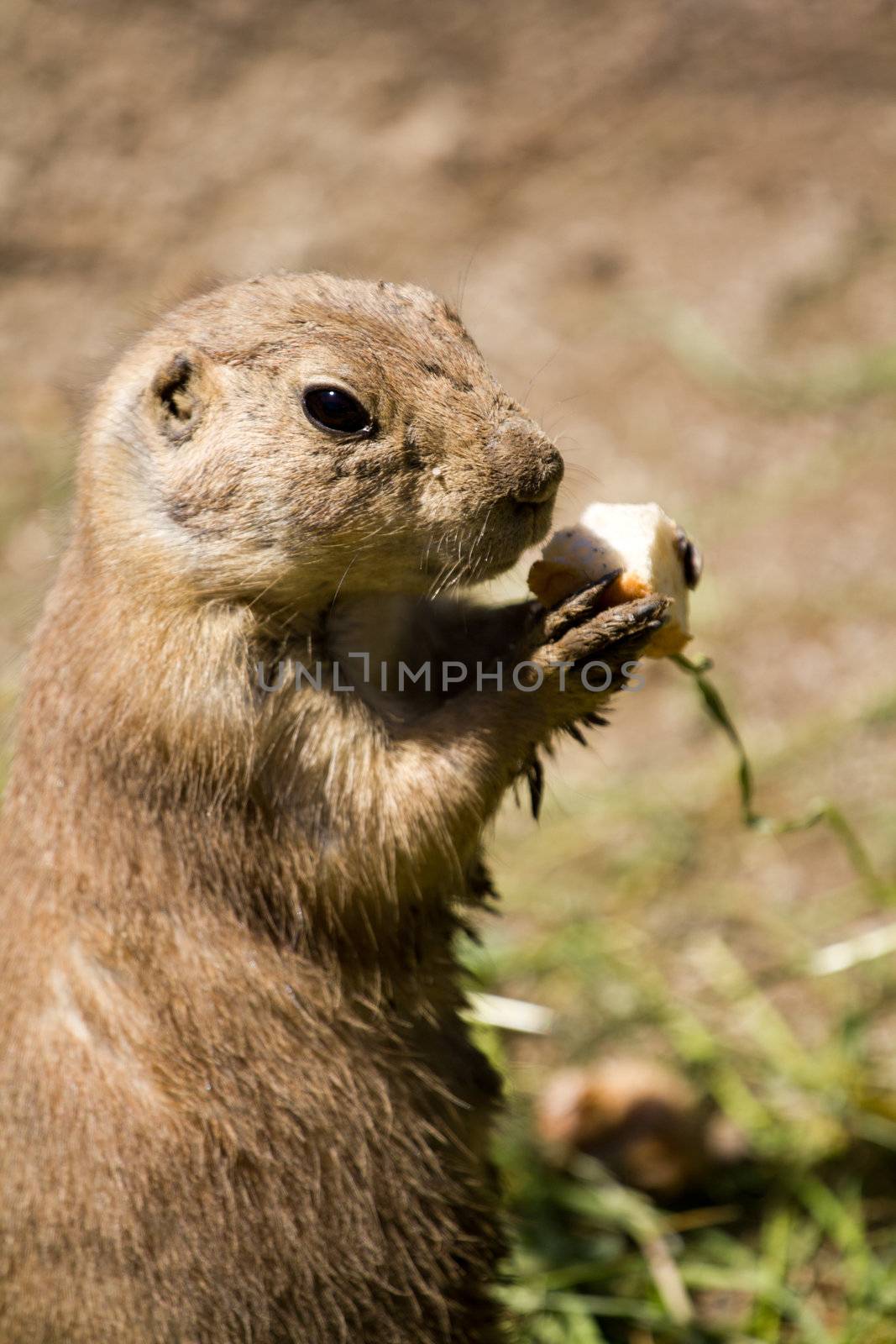 Prairie Dog in the warm summer sun