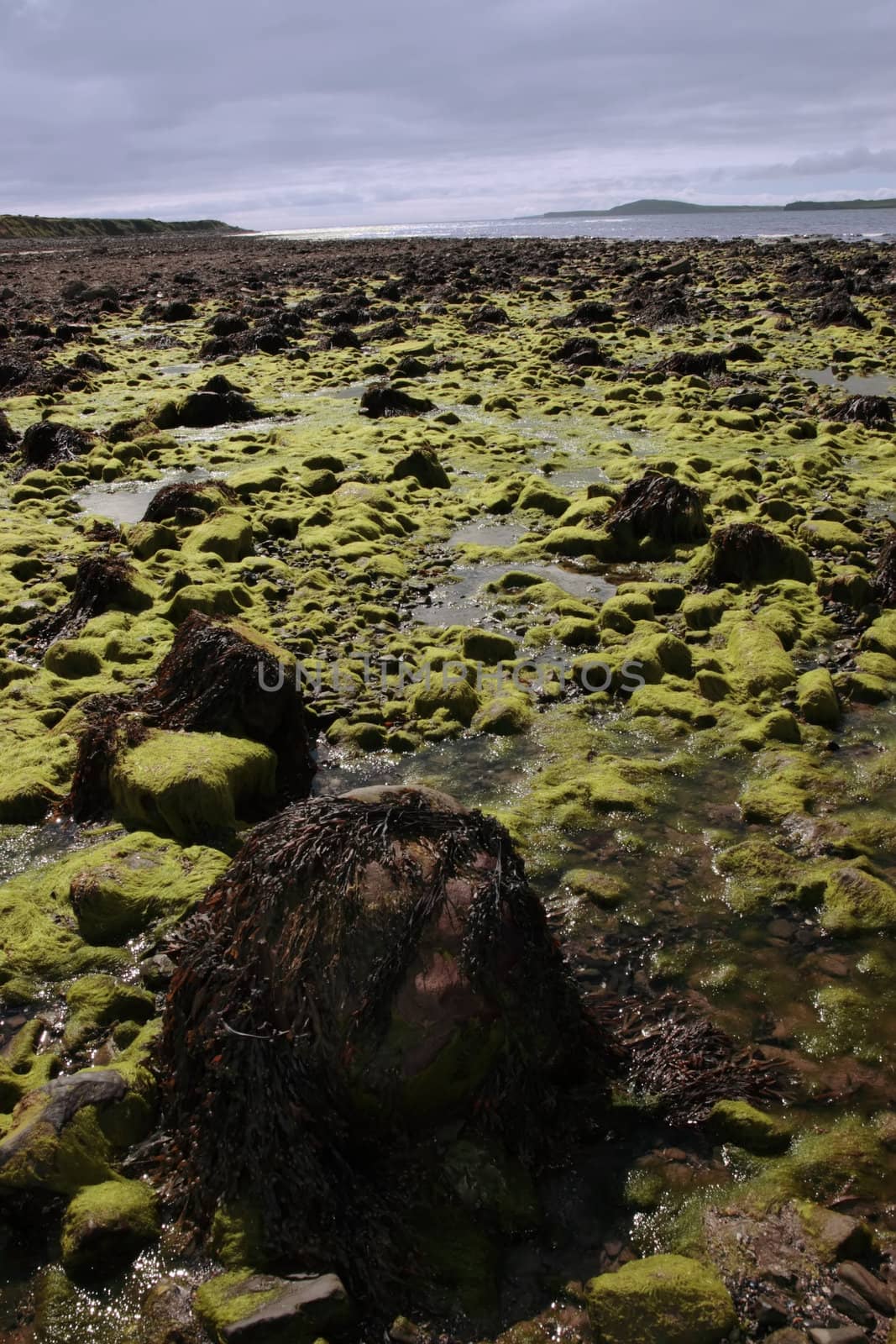 sea weed covered rocks on beale beach co kerry ireland on a cold winters morning