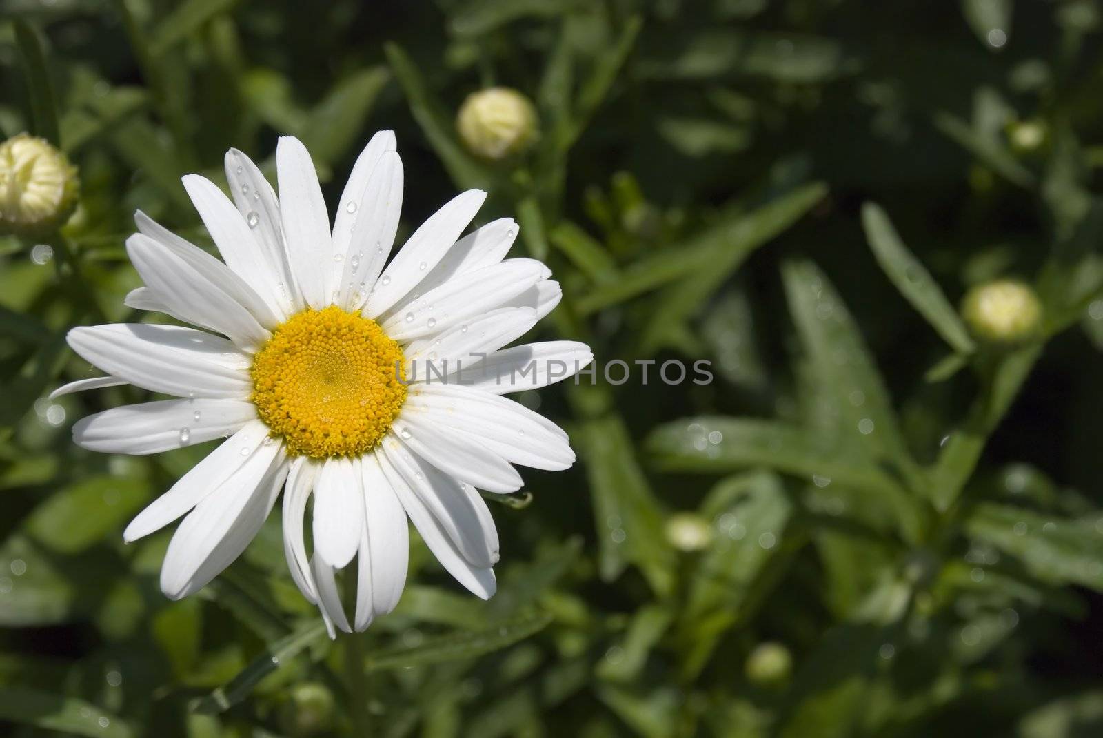 Camomile with drops of morning dew (the dim background)