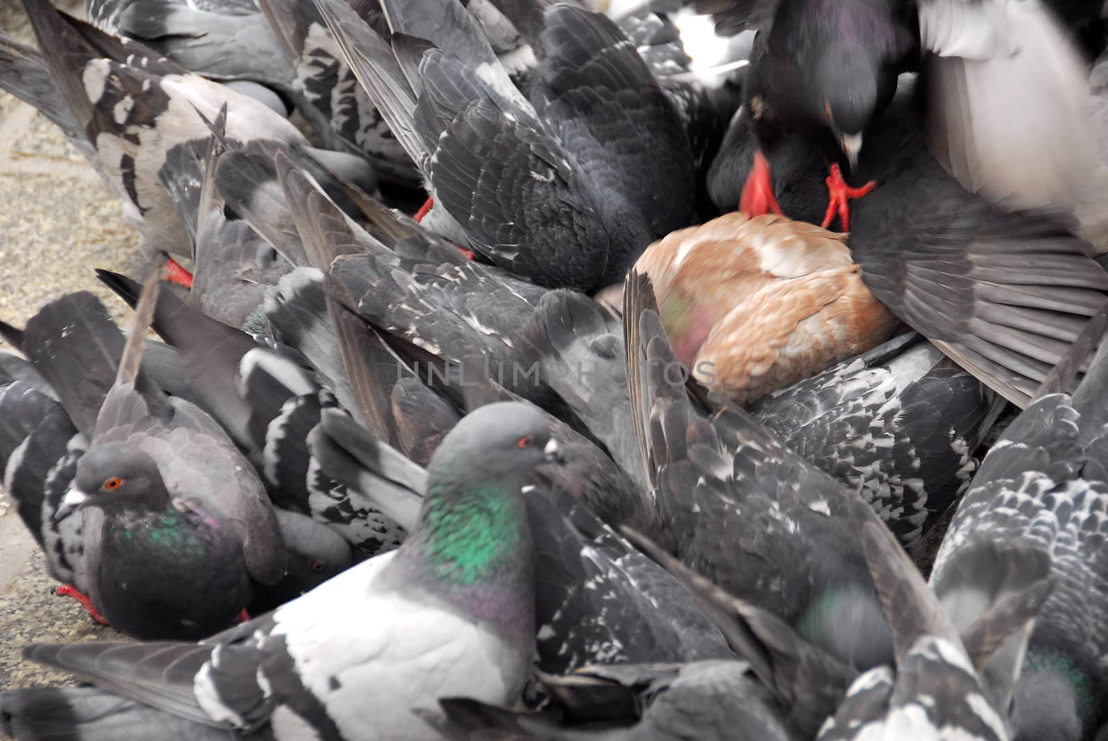 Peguins are the most popular form of life in 
krakow.