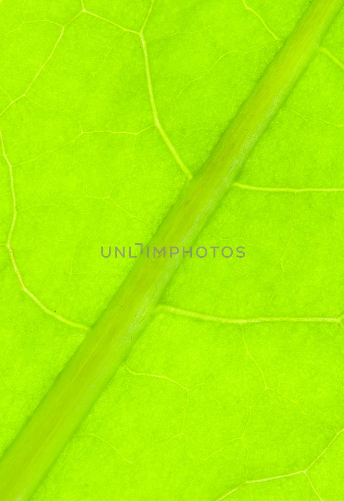 Detail of nervation of al leaf blade of dandelion - macro