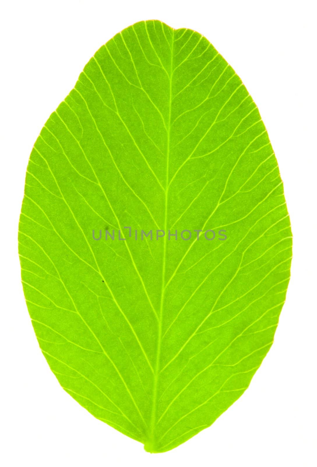 Leaf of Clover by werg