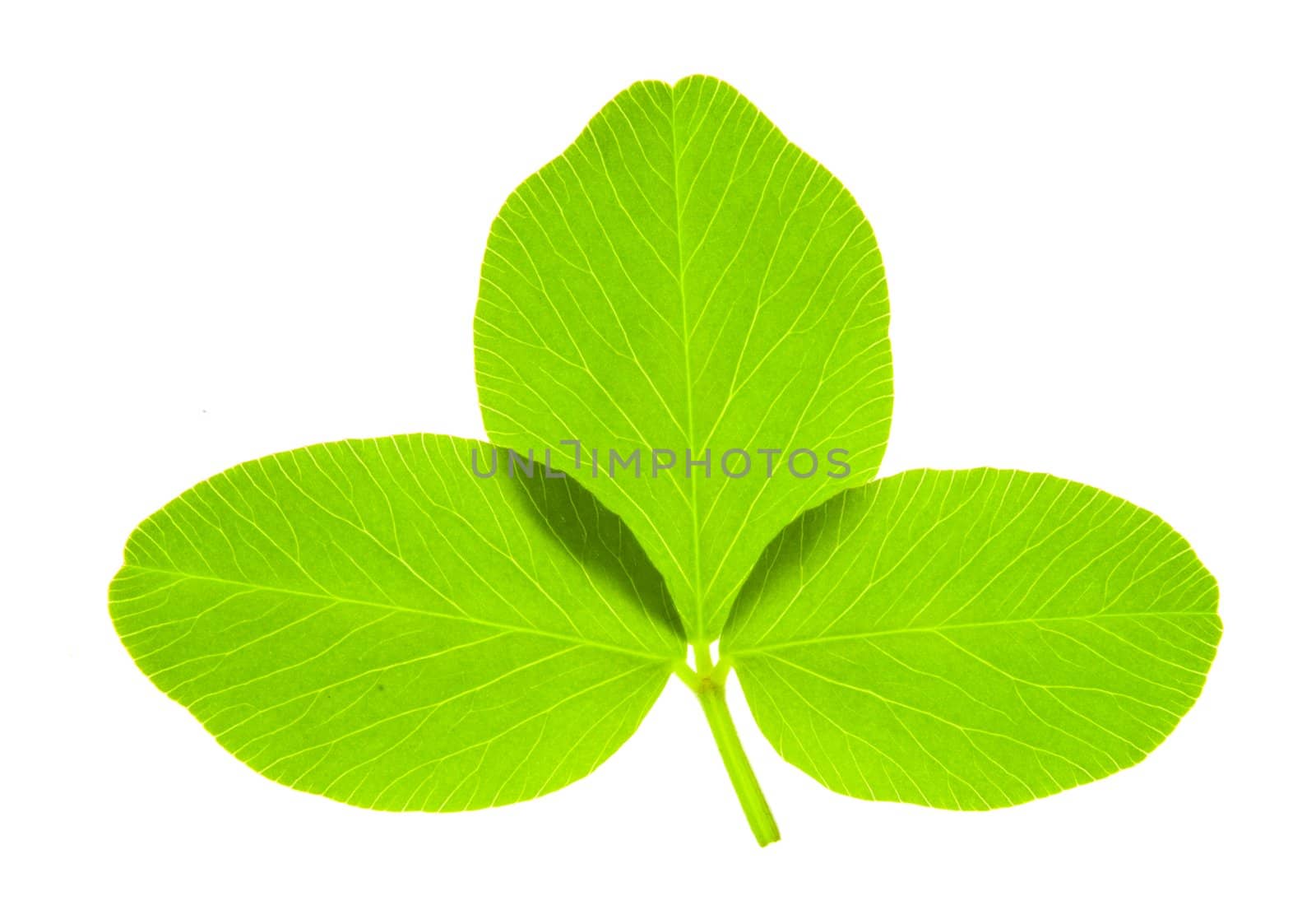Detail of a trefoil leaf blade of clover - macro