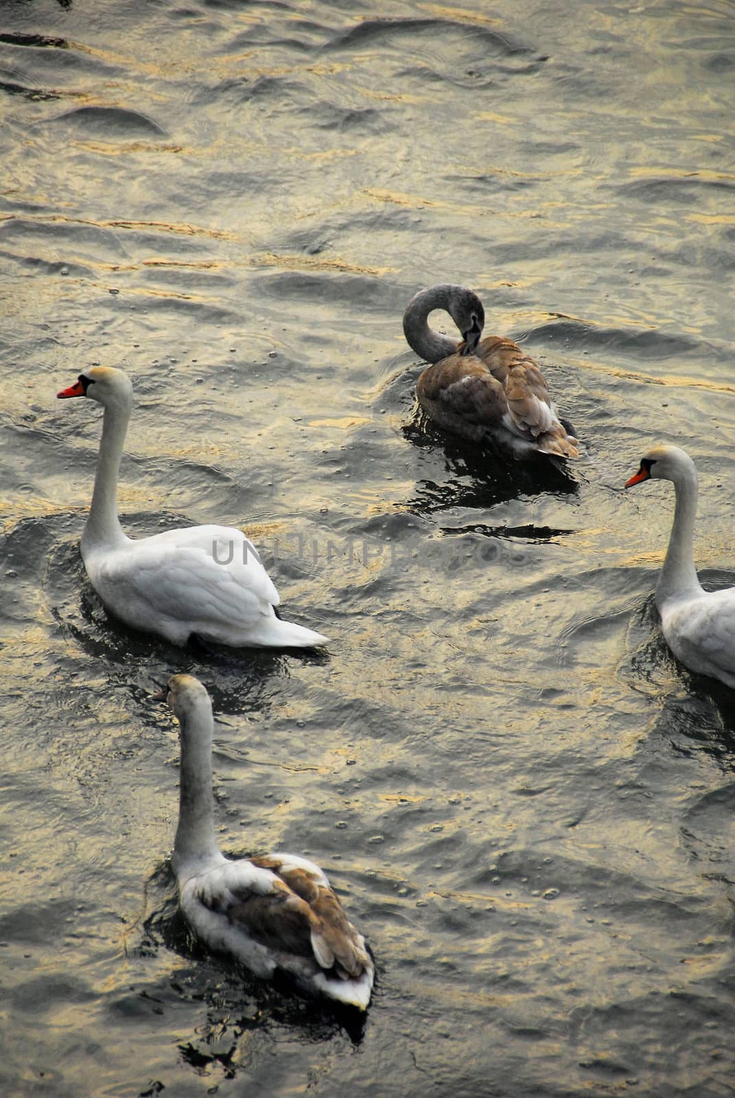 There is many swans in Krakow. In the winter thy rely on help from people so they gather near the bridges.