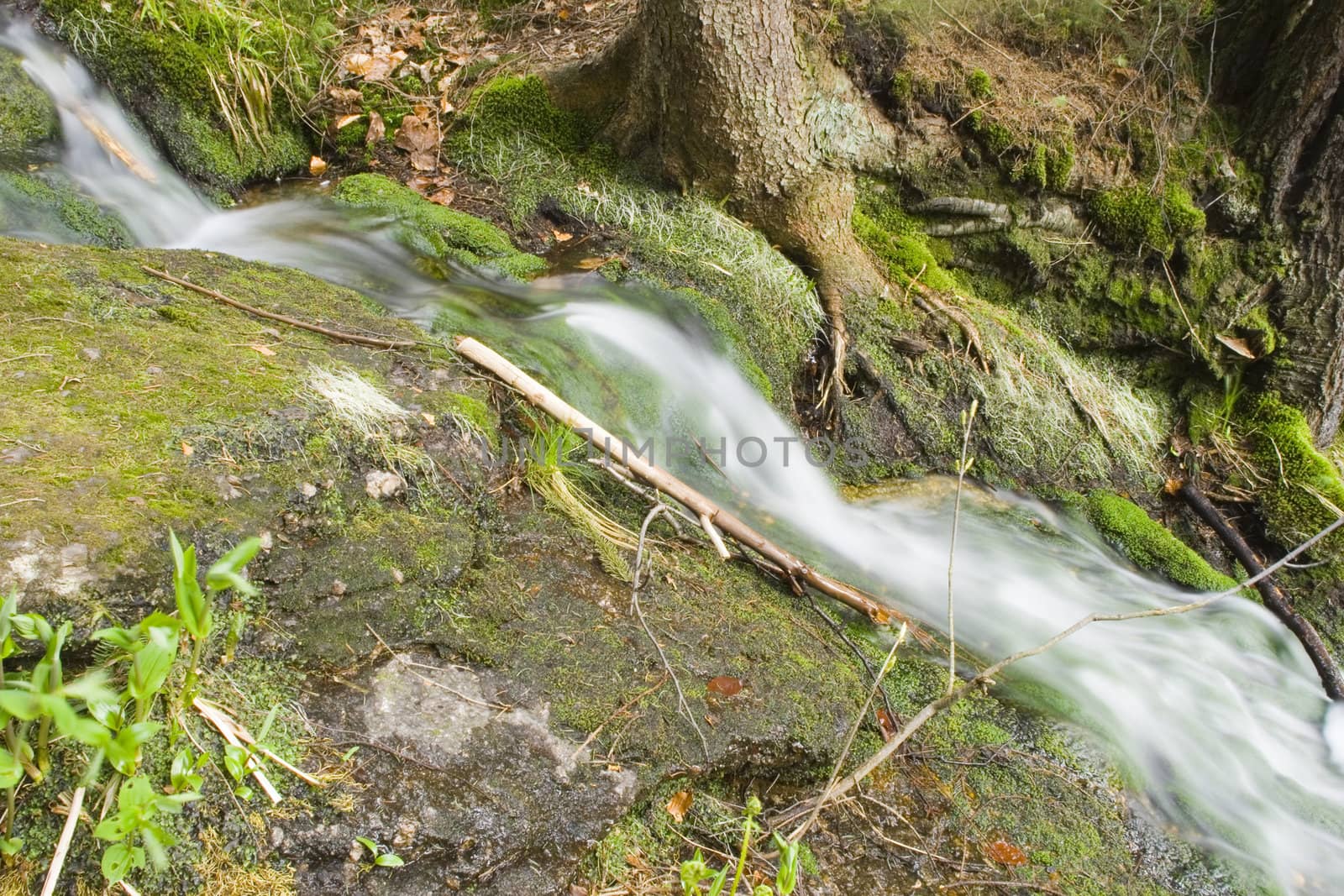 a little stream in the mountain forest