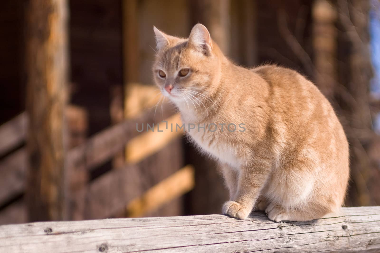 Sitting red tabby cat by foaloce