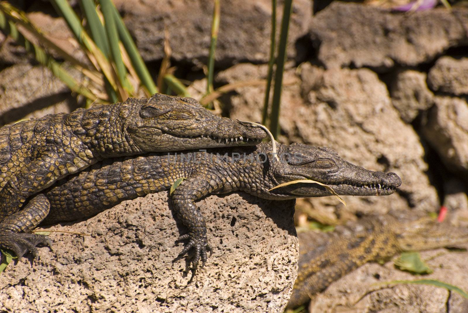 Two Small Alligators (Alligator Mississippiensis) by huijzer