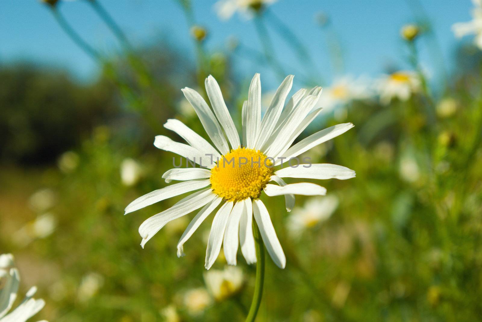 camomile on natural background - shallow dof
