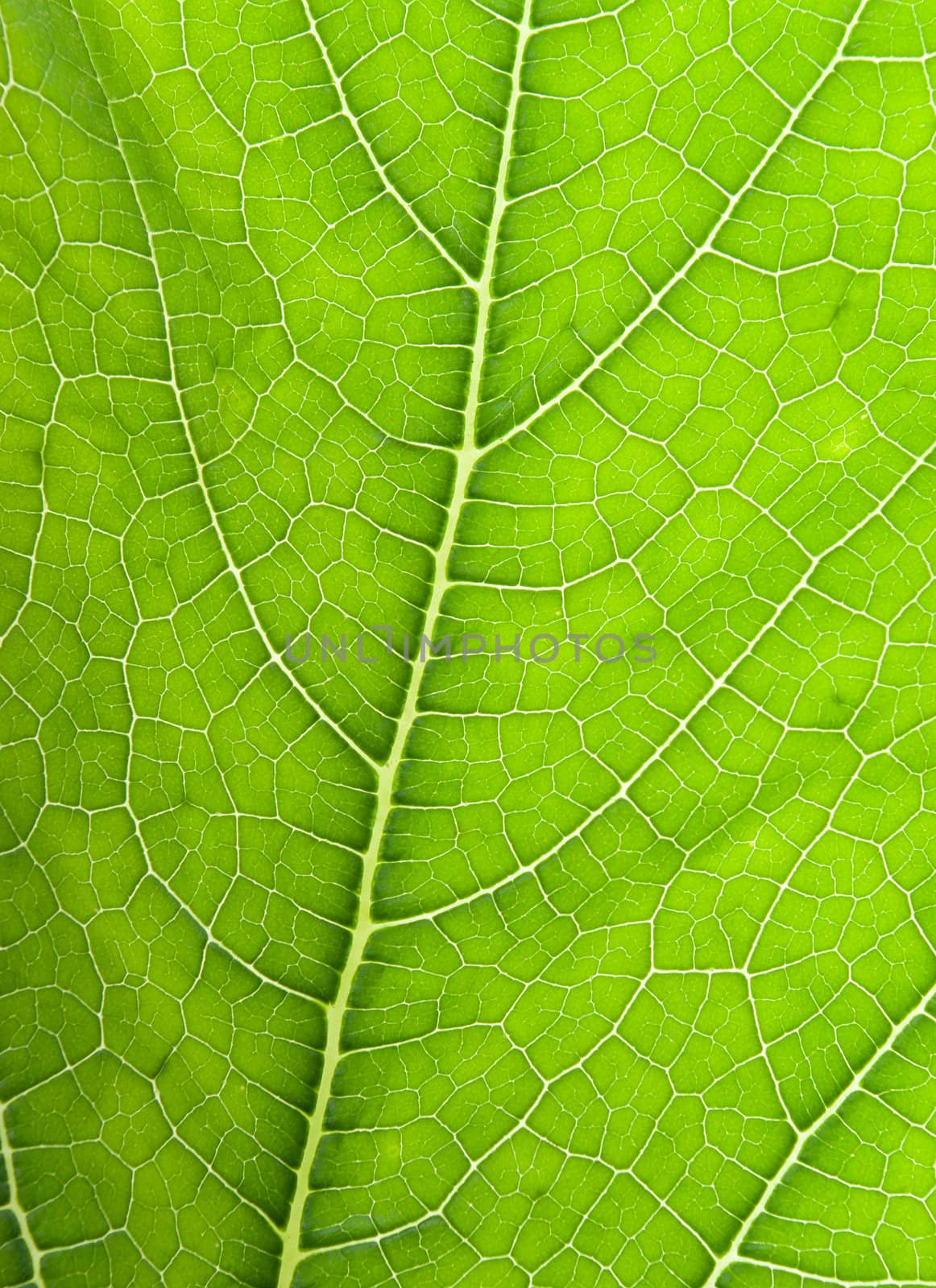 Texture of a green leaf in the sunlight .close up