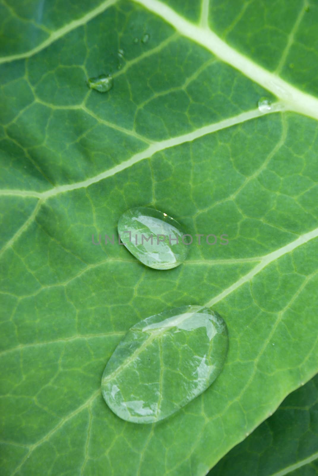 dripped water on sheet of the cabbage close up