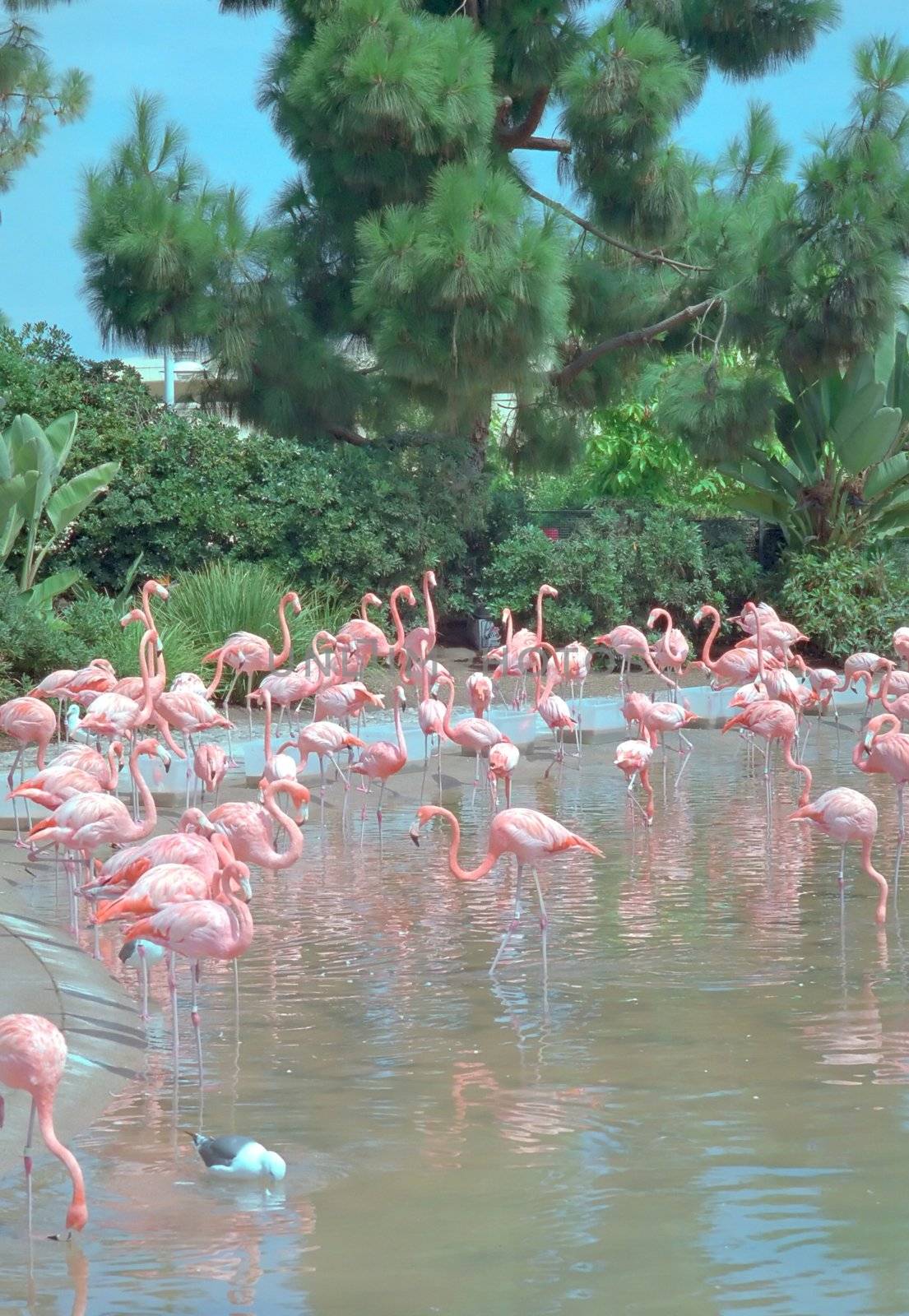 Greater Flamingo (Phoenicopterus roseus) is the most widespread species of the flamingo family.