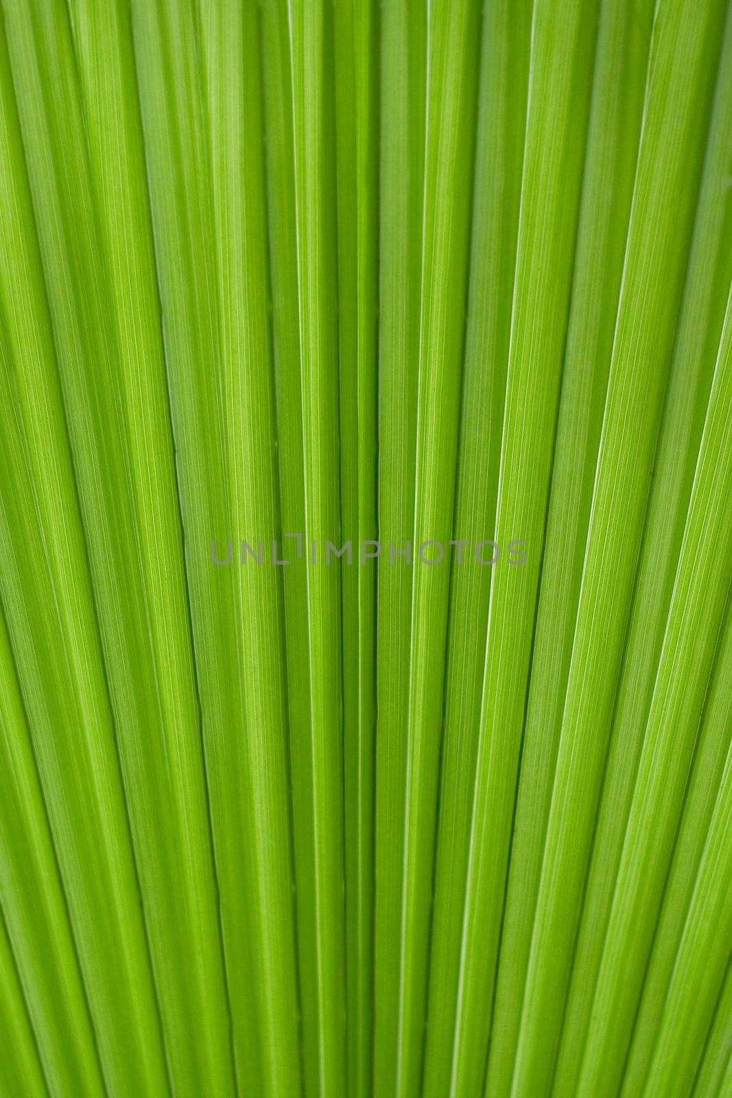 Palm Leaf by winterling