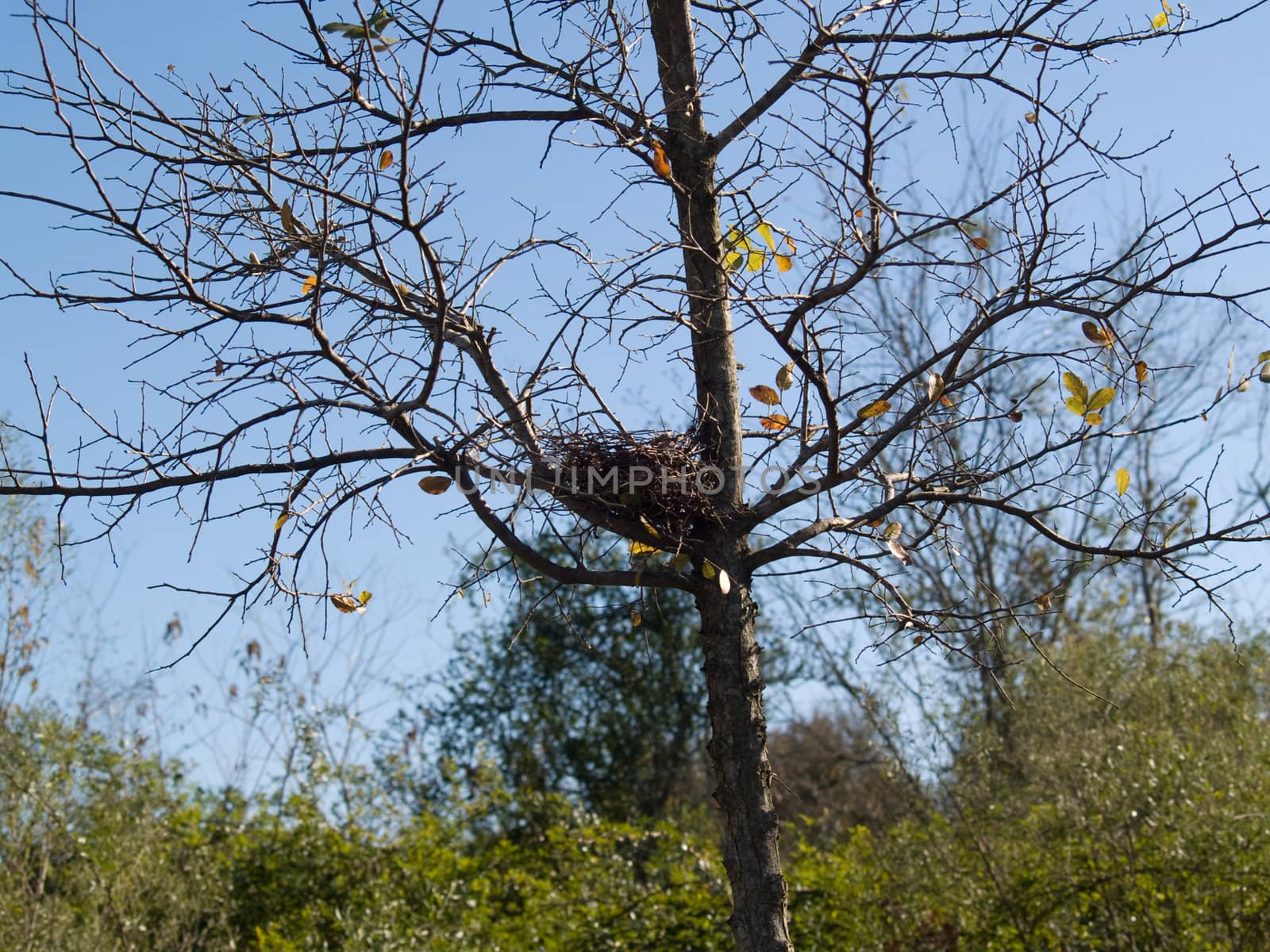 Bird Nest in Tree by ewrobinson