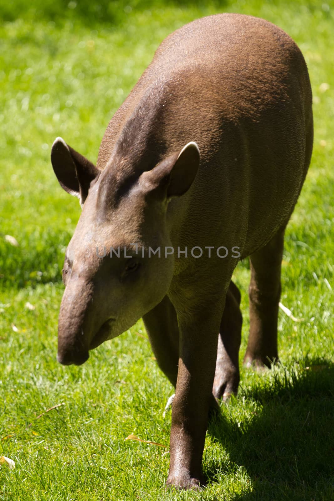 A Tapir searching for food in summer