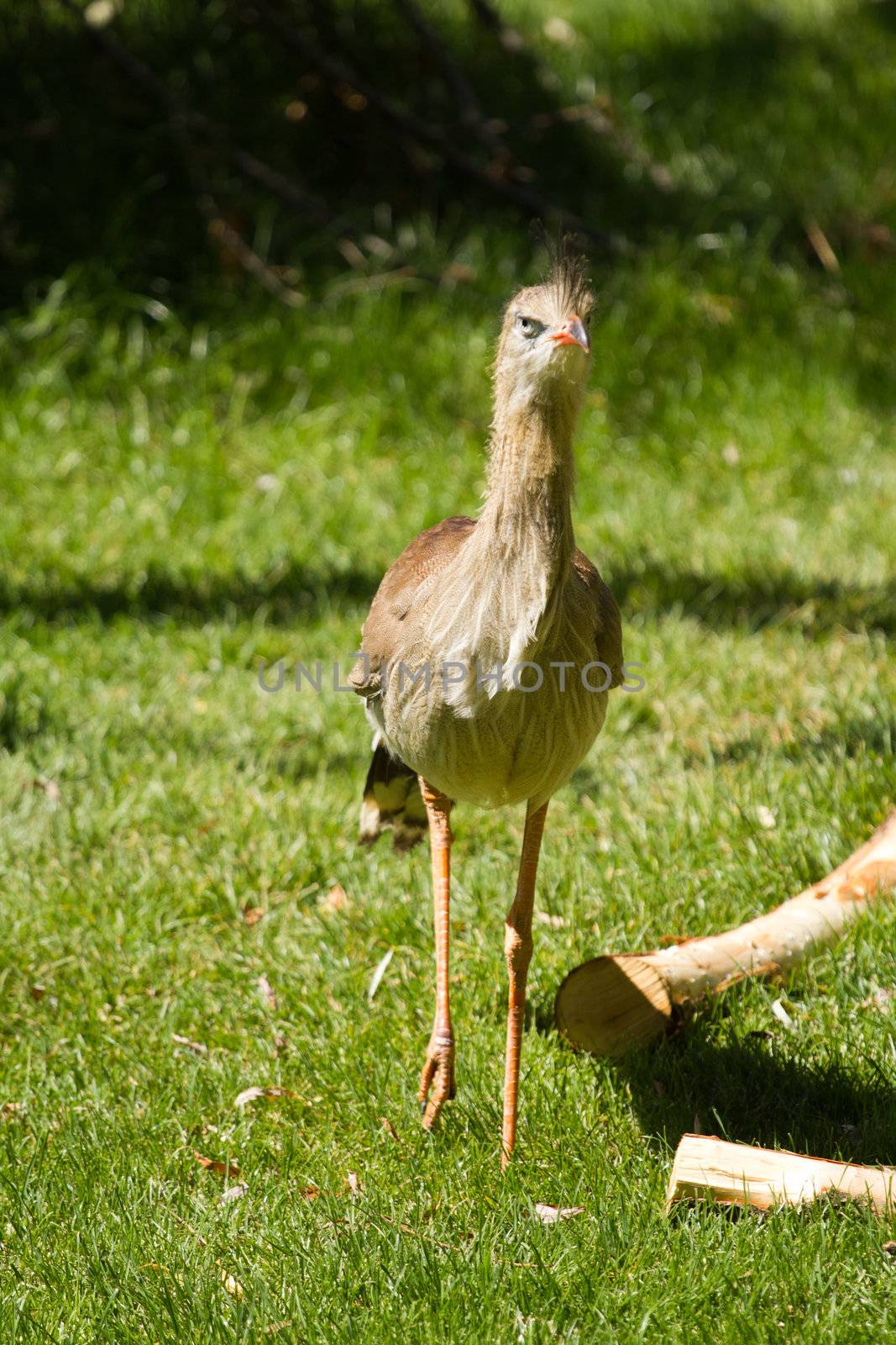 A wading bird in a meadow in summer