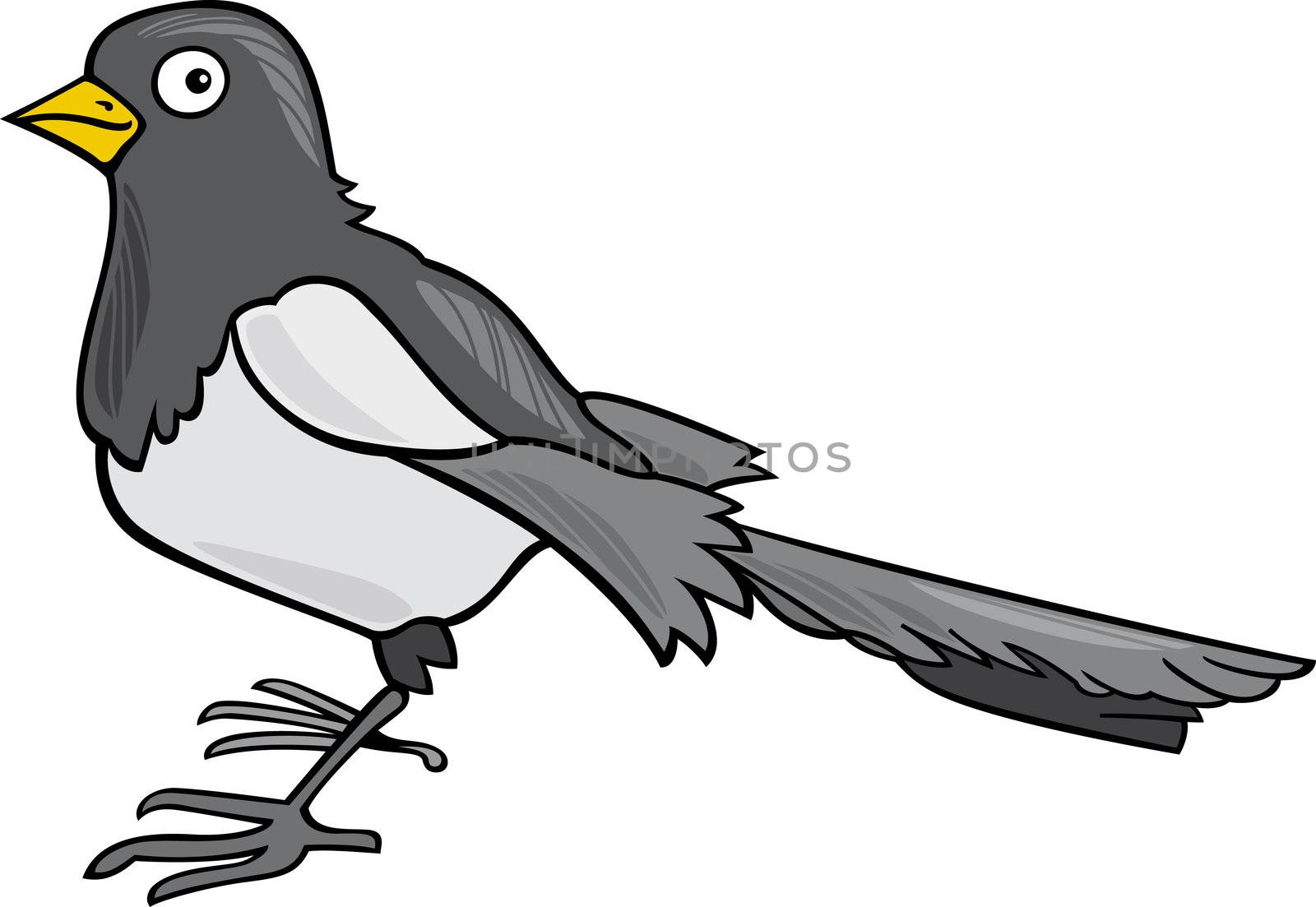 cartoon illustration of magpie bird