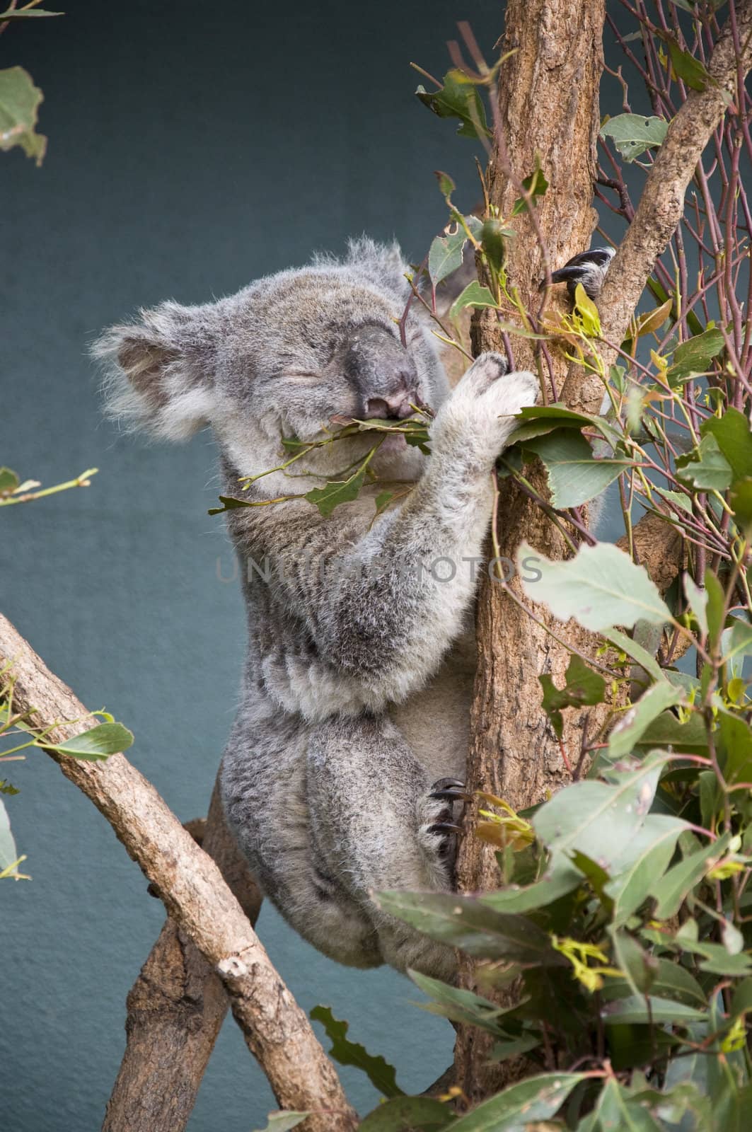 cute grey koala in an australian zoo, darwin