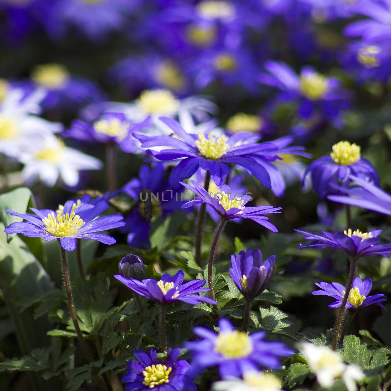 purple japanese anemone flowers by miradrozdowski