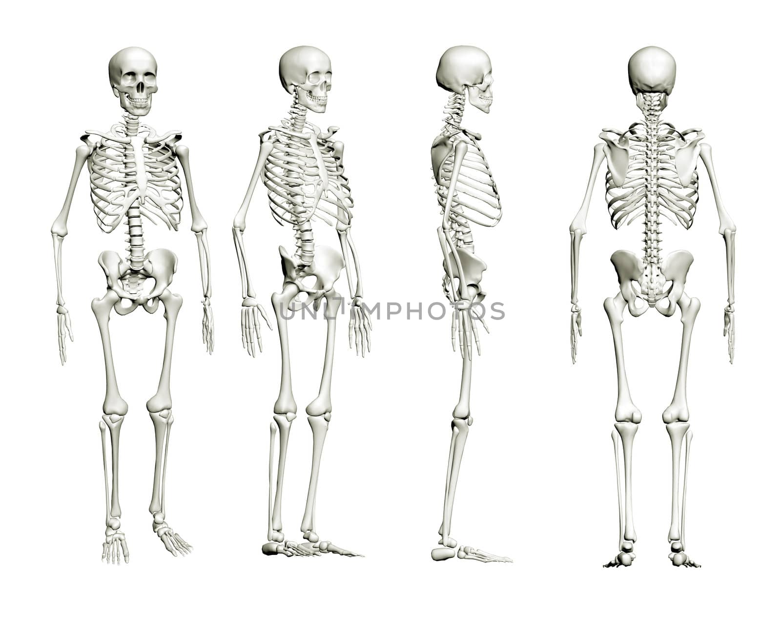 Skeleton of an adult is isolated on a white background. Four points of view, 3D image