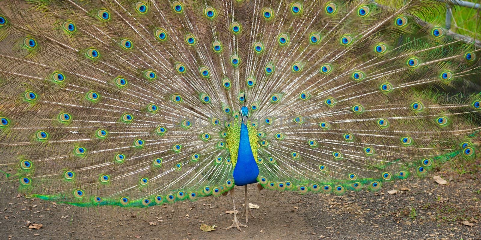 Vibrant Blue Peacock Spreading its Feathers by pixelsnap
