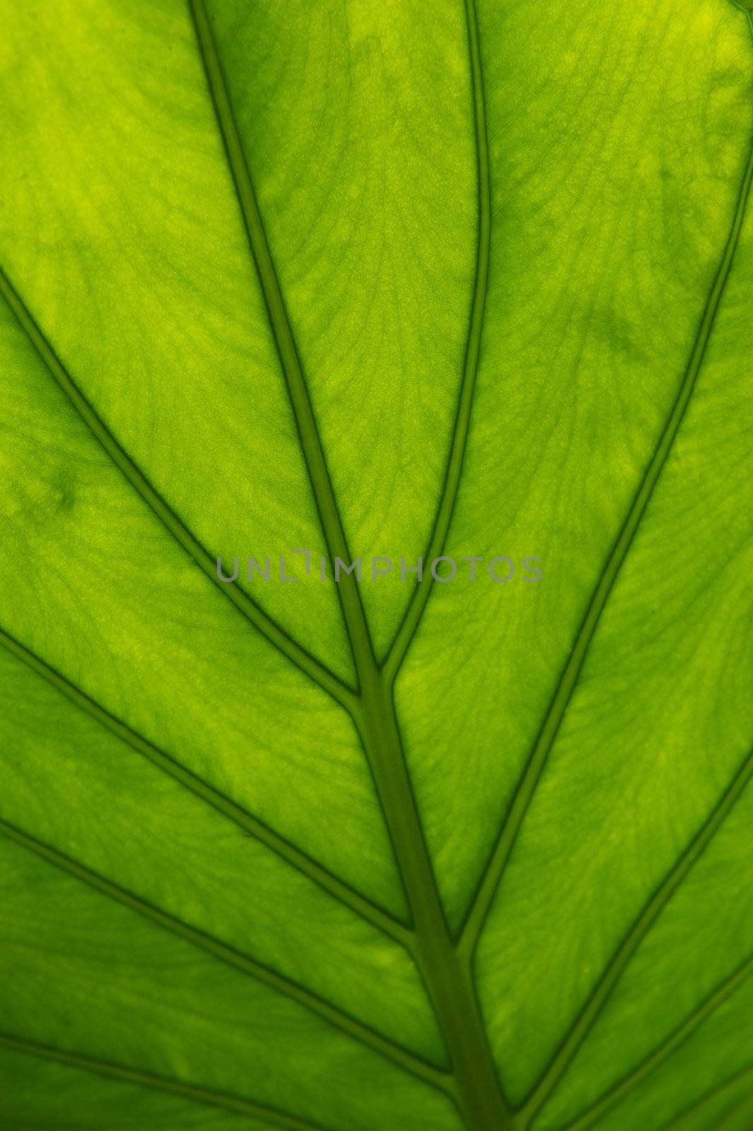 Backlit Green Leaf by pixelsnap