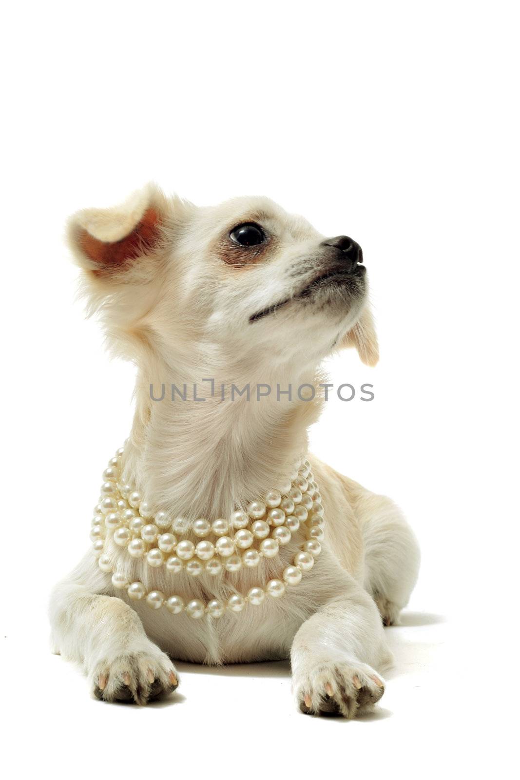 chihuahua with pearl collar by cynoclub