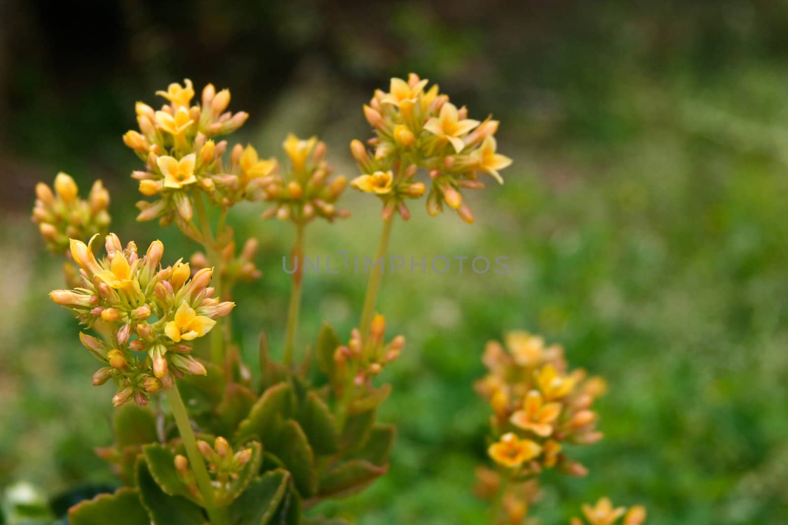 Small Yellow Flowers by kwick52