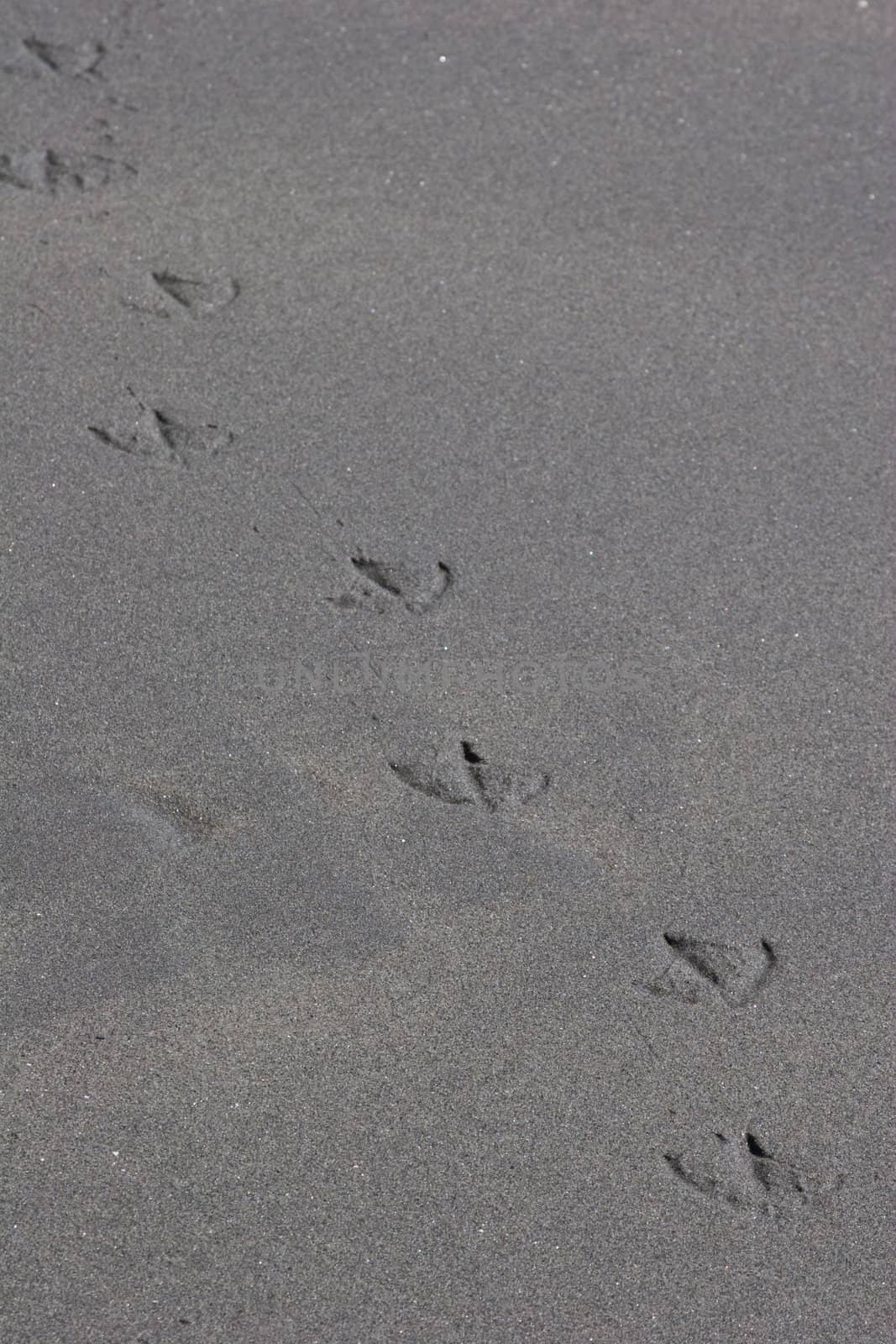 A close-up of bird prints in sand.